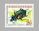 Calosoma sycophanta