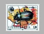 Calosoma sycophanta