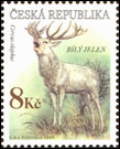 Ochrana přírody - Vzácná zvěř - Bílý jelen